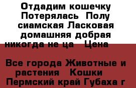 Отдадим кошечку.Потерялась. Полу сиамская.Ласковая,домашняя,добрая,никогда не ца › Цена ­ 1 - Все города Животные и растения » Кошки   . Пермский край,Губаха г.